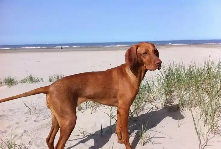 这种猛犬可数日不饮水,耐高温,身披一道大刀疤,被誉为草原四足兽