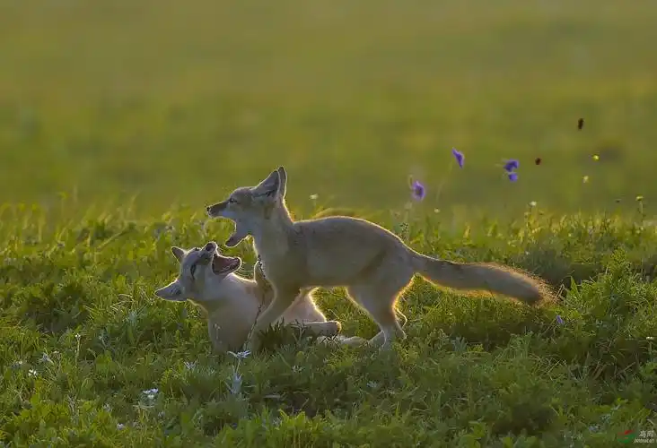 小沙狐🦊——嬉戏 祝贺首页精华! - 野生动物版 鸟网