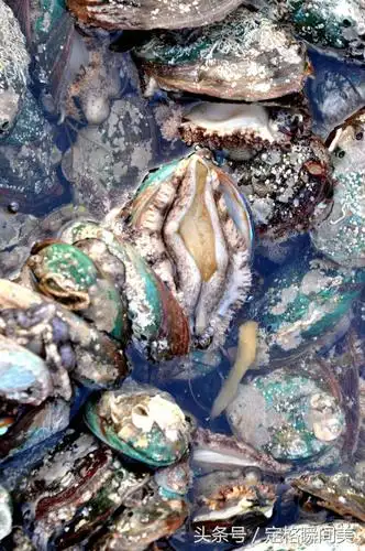 活冻鲍鱼福建特产