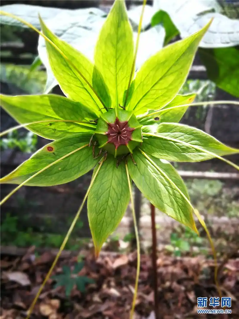 村民桑那家长势喜人的重楼.新华网 普凡 摄