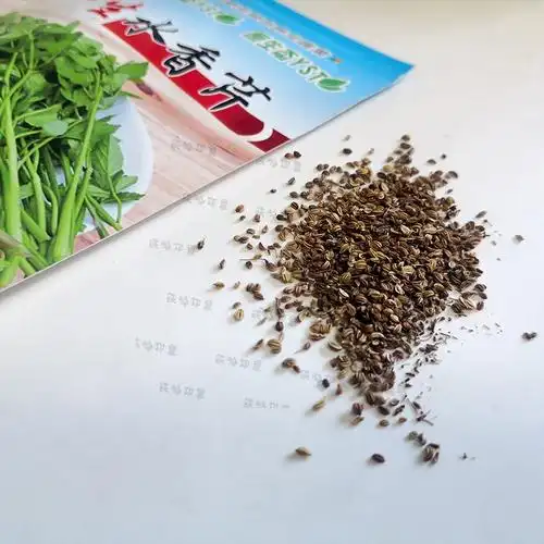 菜籽野芹菜种籽春季野生水芹东北家庭阳台花盆家庭园艺种子
