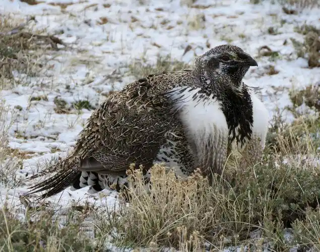 greater sage-grouse photo by don glasco