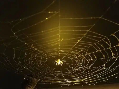 我拍了蜘蛛夜间织网视频(二)