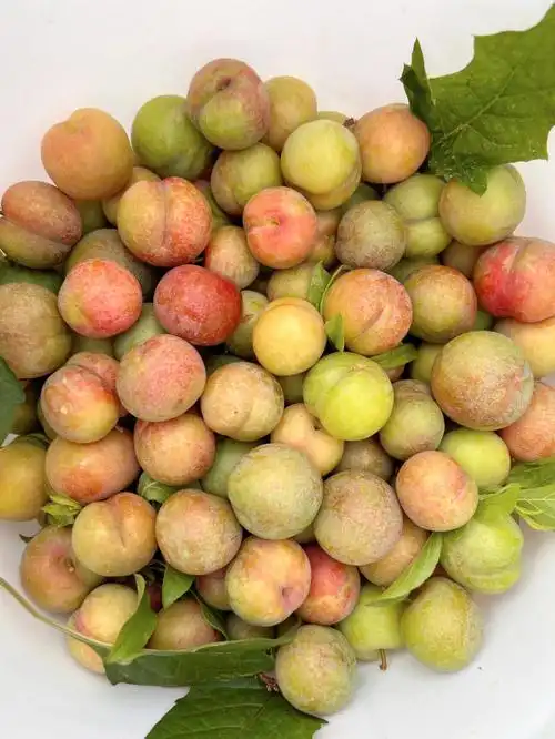 实拍今日份的三华李爱了