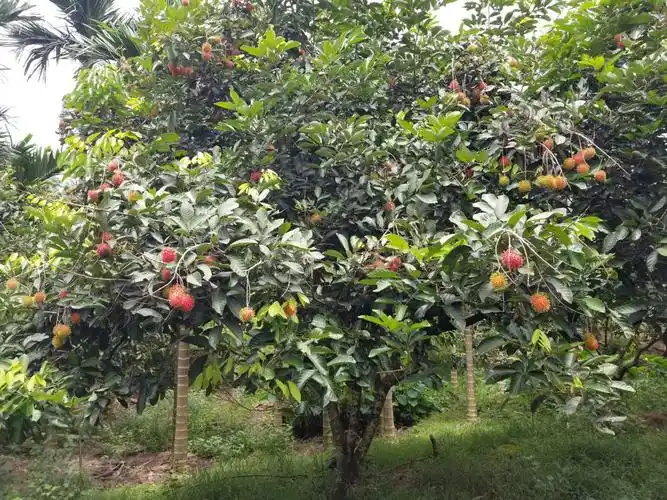 亲近红毛丹果园,亲手摘下毛果子