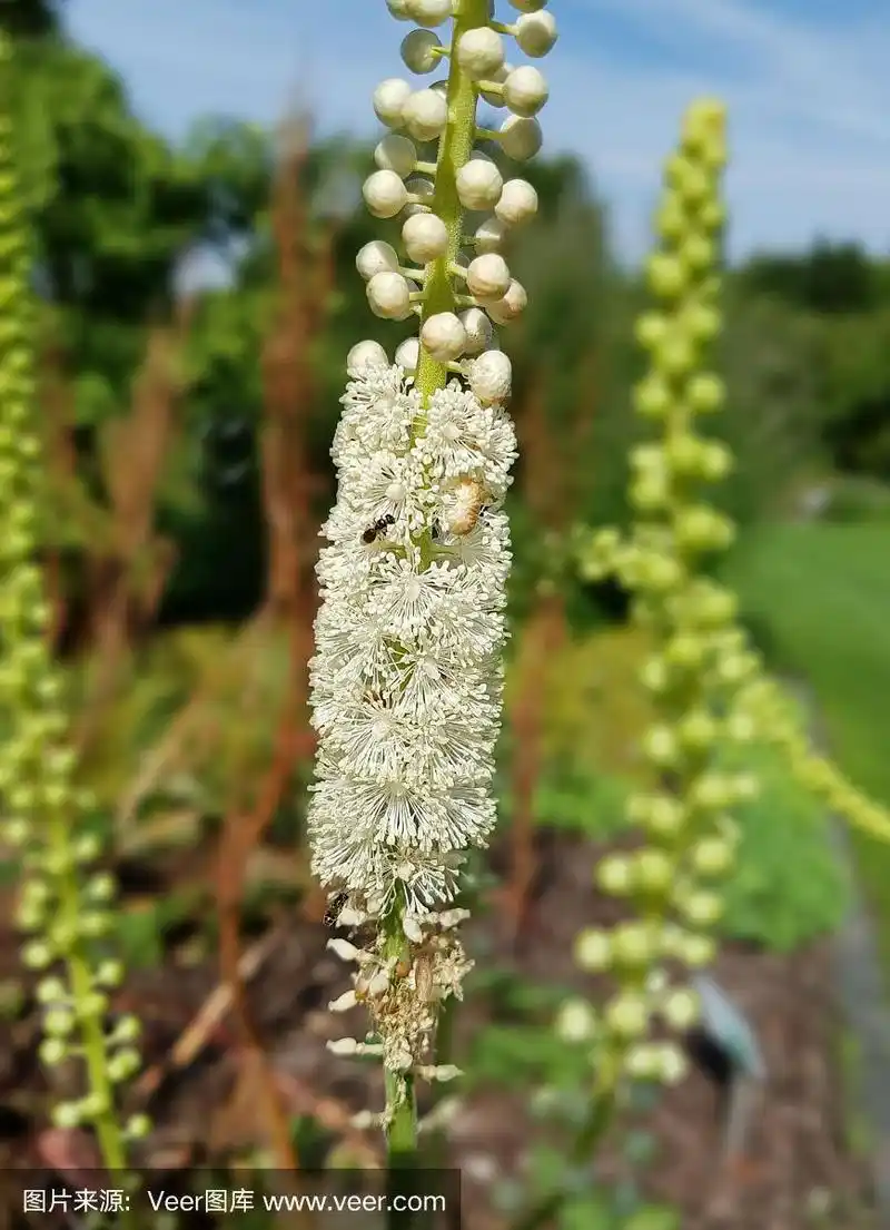 黑升麻,升麻,总状花序,多年生