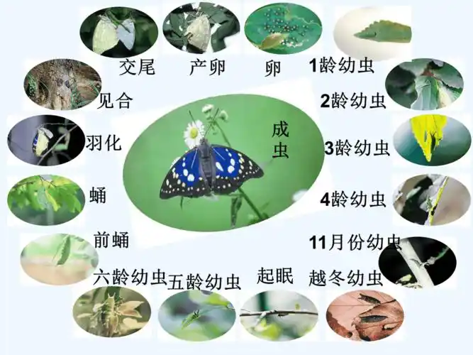 蝴蝶的变态发育过程ppt