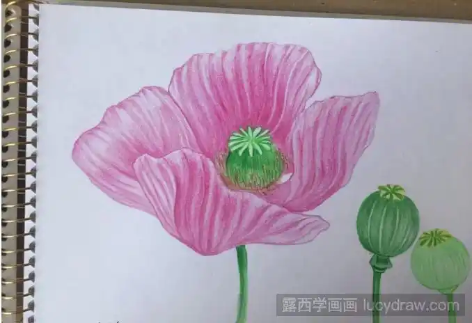 罂粟花彩铅画教程分享,如何画罂粟花? - 学院 - 摸鱼网 - ∑(っ°Д°