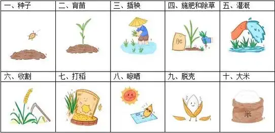 水稻生长图鉴了解一粒米的一生吧~一起来听听水稻生长的故事走进一稻