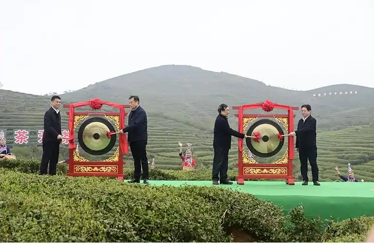 第十一届福鼎白茶开茶节拉开序幕