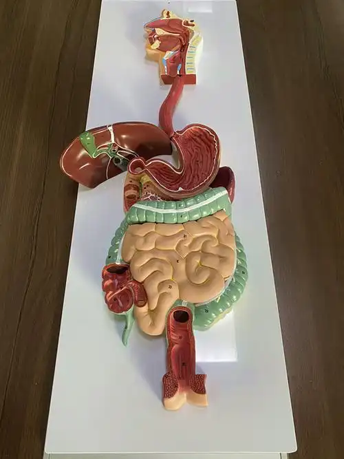 人体消化系统模型消化道胃冠状剖面鼻咽喉大小肠胃解剖模型