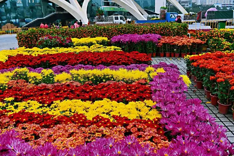 珠海市体育中心2020年迎春花市