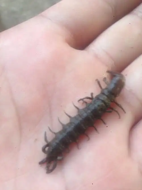 这种水里的虫子叫什么名字?能吃吗?