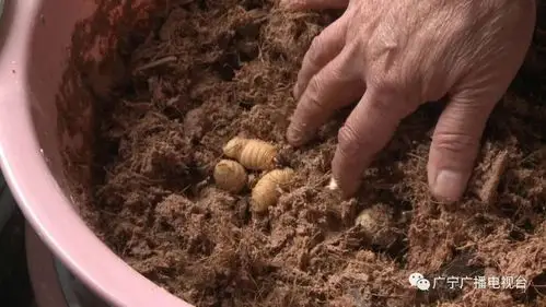 相关人员还展示了最新的竹虫养殖技术,增加贫困户脱贫致富的信心.