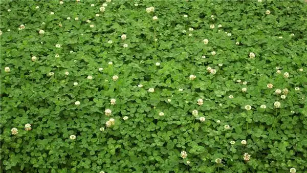 白三叶-草坪种子-绿满园种业
