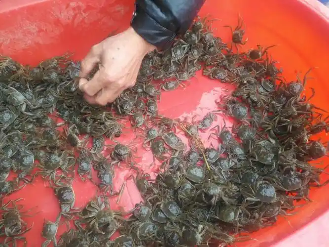 亿凯城阳澄湖大闸蟹