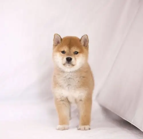 第五,观察柴犬白手套有的柴犬有白手套,有的没有白手套,只要柴犬的白