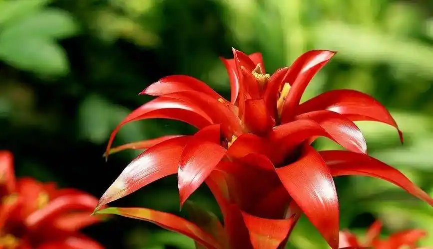 星花凤梨(鸿运当头)-花开有时(132)_好运_吉祥_火炬