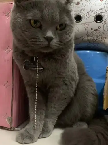 5月5日中山市凯茵豪园对面宿舍走失英短蓝猫,英国蓝色短毛猫【寻英短