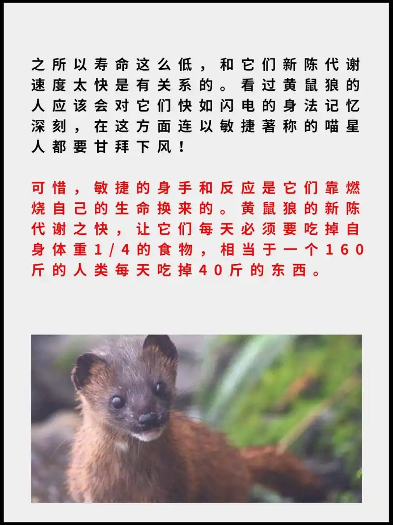 今天给大家介绍黄鼠狼这位大仙级的动物 黄鼠狼的官方名称叫做黄鼬