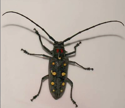 无花果天牛是鞘翅目叶甲总科天牛科昆虫的总称,有很长的触角