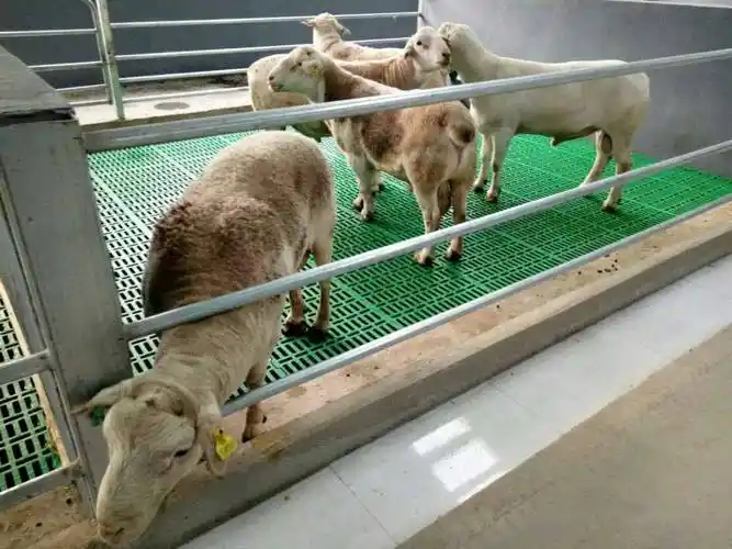 新式塑料羊床双筋加厚羊用漏粪板羊床漏粪板规格