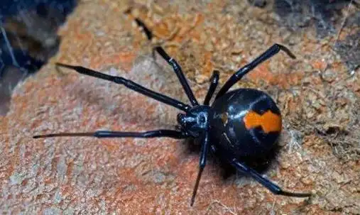 例如大名鼎鼎黑寡妇蜘蛛,它能强烈神经毒素,毒性比响尾蛇强上15倍,是
