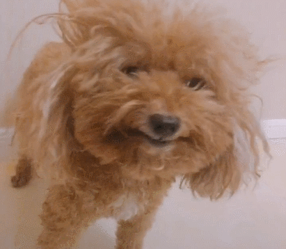 披头散发,还缺了一颗牙的泰迪,冲铲屎官温柔一笑:我美吗