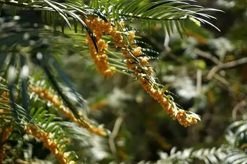 三尖杉,正看着花呢,大风吹来或者手去触碰一下,花粉就会飘散于空气中.