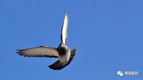 最好的训练是让赛鸽出棚之后除了降落台哪里都不敢落.