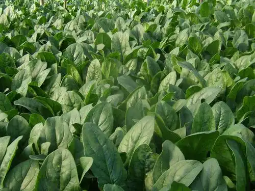 供应抗病菠菜种子