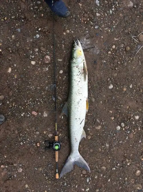 俗称:棍子鱼,真线鳡,墨线鳡,红尾鳡,竿鮈,鳡条鱼,香花