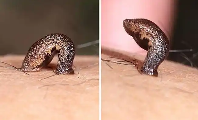 十大最恶心的生物 第一名不仅恶心而且还吸血