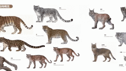 中国的13种野生猫科动物