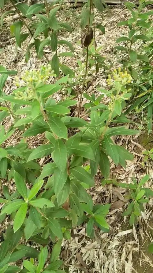 潮汕地区别名称为叶下白,冲天白,羊耳草,毛将军,山鹿茸,牛耳风.