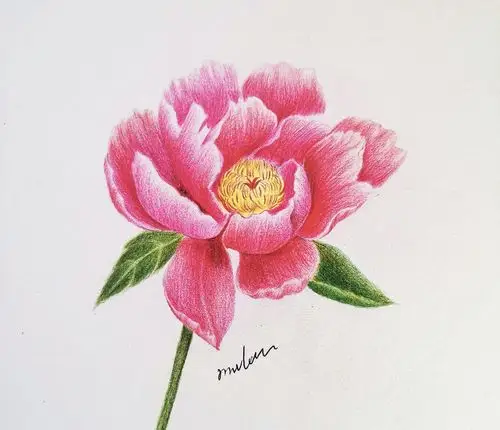 彩铅《芍花》_木兰手绘__插画师作品_涂鸦王国gracg.com