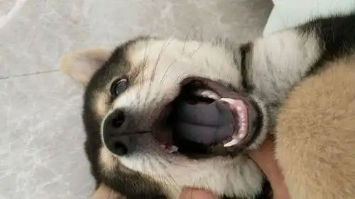 这是什么狗舌头是紫色发黑