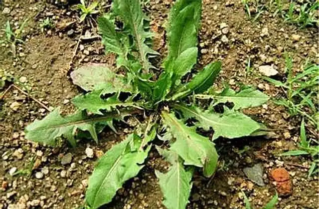 这些像荠菜的野菜你分得清吗百分之九十的人表示难度太大