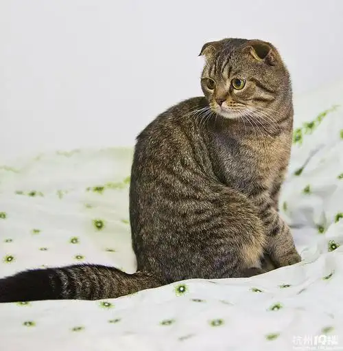 1岁多的狸花折耳找老婆啦!