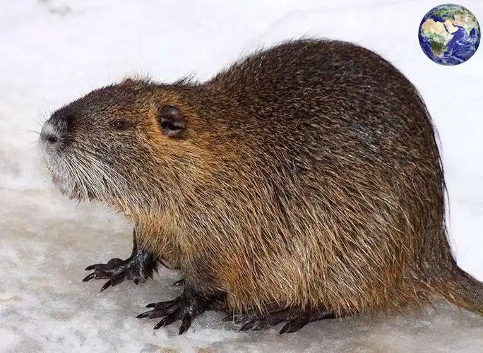 南美洲有一种体重达三十斤的"大老鼠",还非常善于游泳