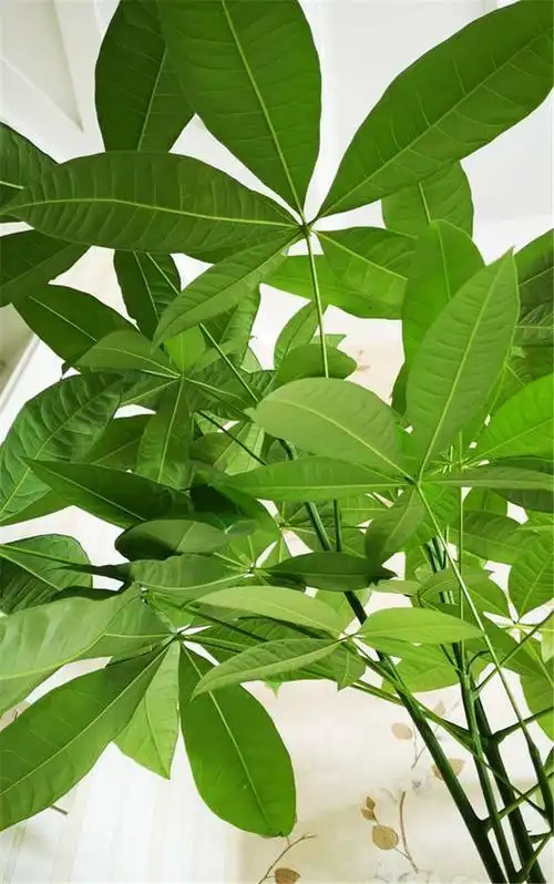 网购发财树,上盆注意3点,套个罩,新枝猛抽,直蹿2米高!