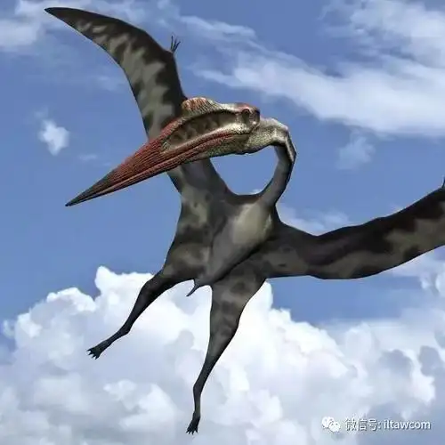 最大的飞行动物之一风神翼龙
