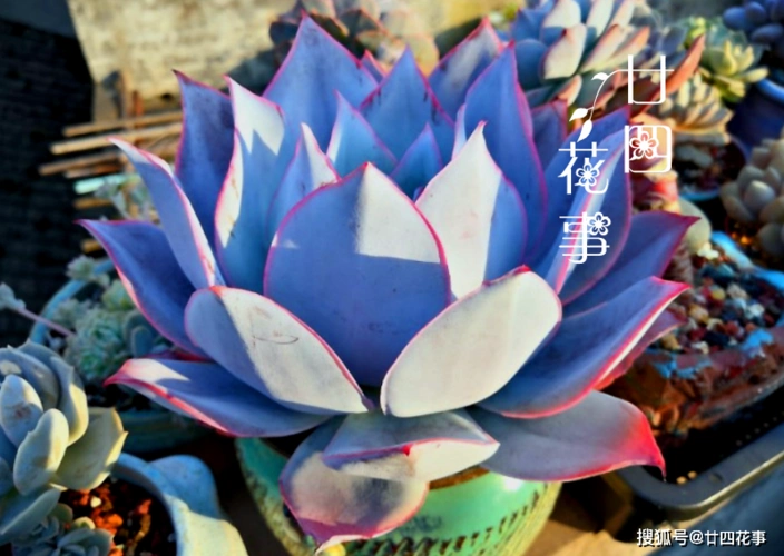 8种蓝色多肉植物高冷优雅总有一种是你的蓝颜知己