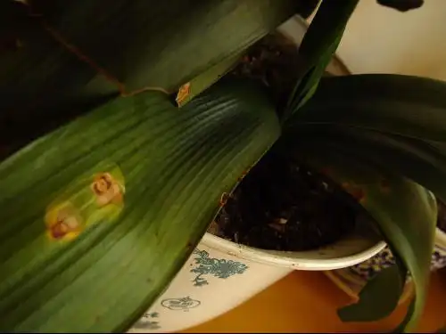 君子兰叶子上有黄斑是得什么病了?