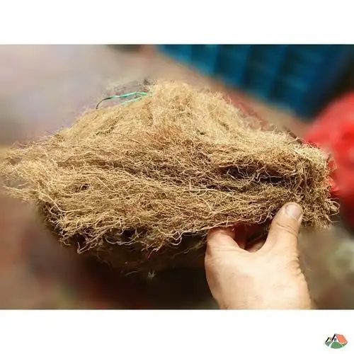 八角枫白龙须贵州地产中草材八角枫根白金条白筋条八角枫500克