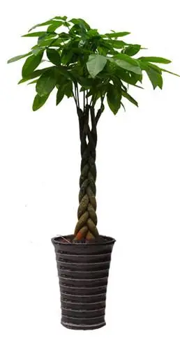 五辫发财树树形似伞状,发叶丰满,树杆美观