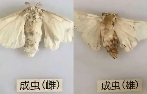 身体较大的是雌性,肚子里有很多蚕卵.