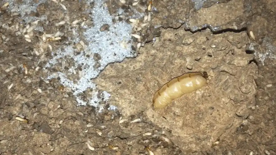 发现家里有白蚁该怎么办呢