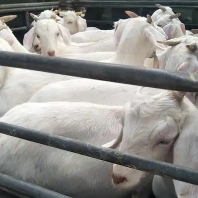 济宁努比亚黑山羊羊羔产地行情