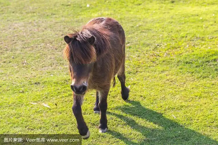 马,侏儒,矮小的,小马,褐色